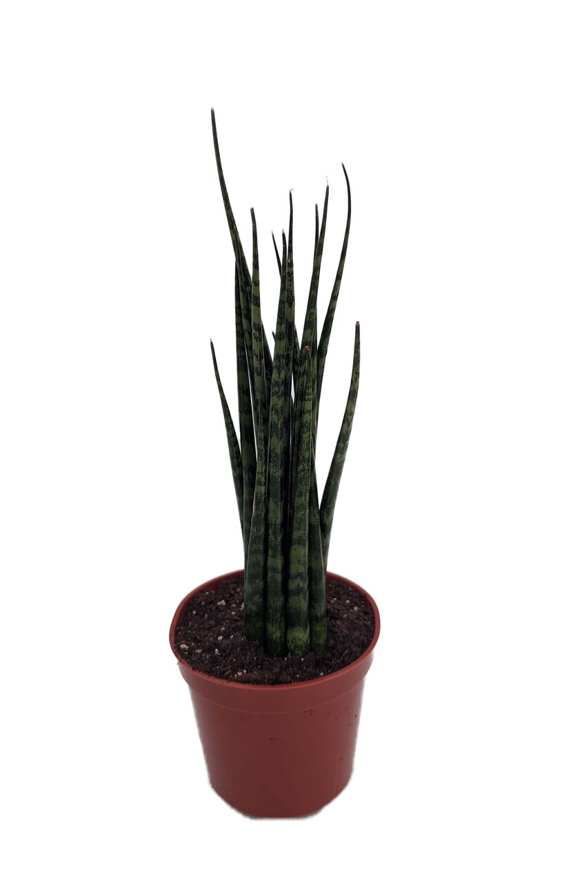 Fernwood Mikado Snake Plant - Sanseveria - Almost Impossible to kill - 2" Pot